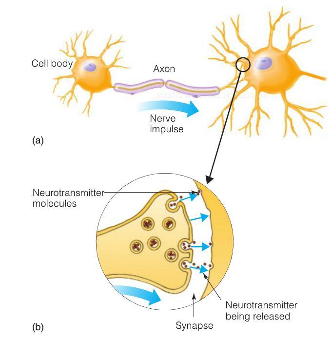 The Synapse Point of Contact Between Two Nerve Cells Image downloaded from Wikipedia (1/9/07): http://en.wikipedia.org/wiki/synapse Goldstein (2014), Figure 2.5, p. 30.