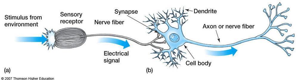 The Parts of a Neuron (Nerve Cell) Cell body or soma main body of the neuron. Dendrites brushy projections that receive stimulation from other cells.
