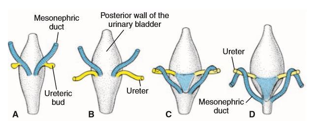 The urinary bladder develops from : 1. Its major part develops from the vesical part of the primitive urogenital snus (endodermal). 2.