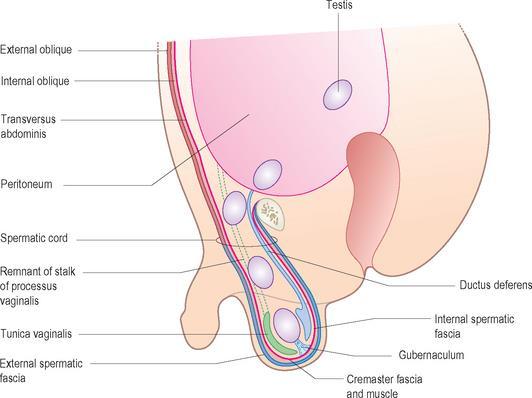 The testis undergoes two steps of descent: 1.