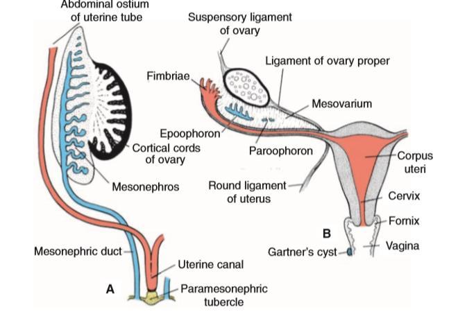 As the middle parts of the paramesonephric ducts cross medially to reach the midline, they