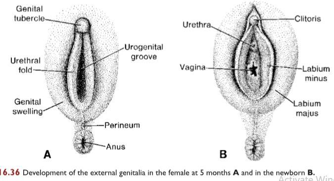 Development of the female external genttalla - Under the affects of the maternal and placental oestrogens, the external genitalia are switched to Form Female type of genitalia. 1.