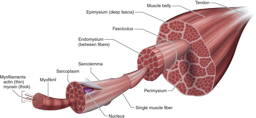 28 Skeletal Muscle Converts ATP chemical energy to mechanical work. Muscle fiber: each cylindrical fiber is one cell.