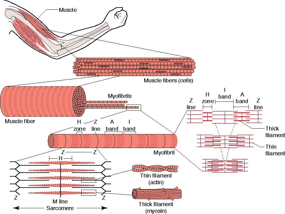 Muscle Structure 31 Sliding Filament Theory Thin actin filaments slide over thick myosin filaments.