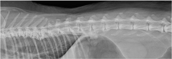 vertebral body disc junctions The relative preservation of disc height