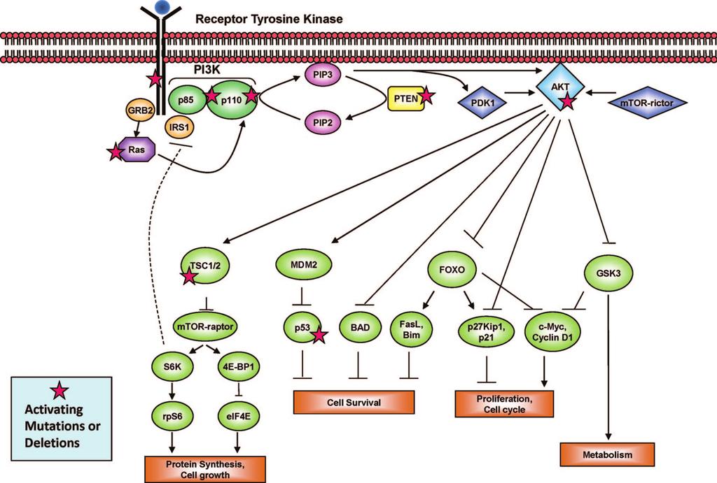 Baselga 13 Figure 1. PI3K pathway mutations in cancer.