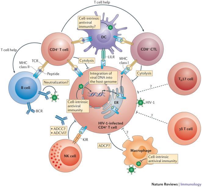 Contribution of dendritic cells to spontaneous immune control of HIV infection Which cellular mechanisms contribute