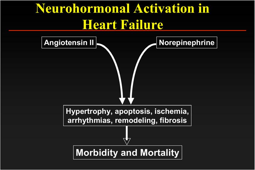 Neurohormonal Activation in Heart Failure Angiotensin II Norepinephrine Hypertrophy, apoptosis, ischemia, arrhythmias, remodeling, fibrosis Morbidity and Mortality Adrenergic Pathway in Heart Failure