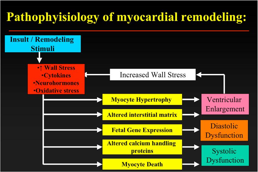 Pathophyisiology of myocardial remodeling: Insult / Remodeling Stimuli Wall Stress Cytokines Neurohormones Oxidative stress Increased Wall Stress Myocyte Hypertrophy Altered interstitial matrix Fetal
