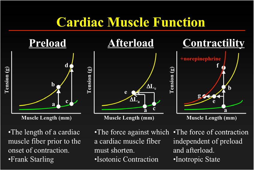 Cardiac Muscle Function Preload Afterload Contractility