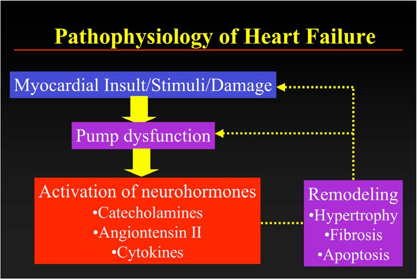 Pathophysiology of Heart Failure Myocardial Insult/Stimuli/Damage Pump dysfunction Activation of neurohormones Catecholamines Angiontensin II Cytokines Remodeling Hypertrophy Fibrosis Apoptosis