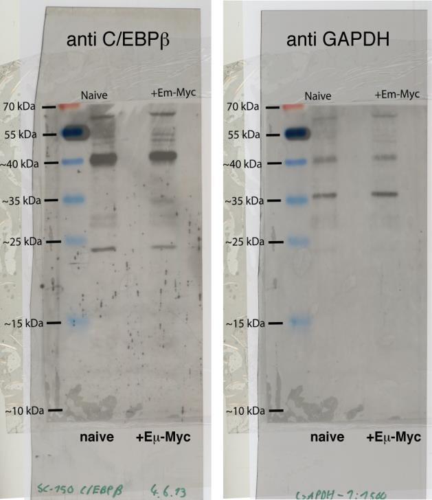 Supplementary Figure 8. Uncropped images of a blot presented in the main paper. This immunoblot refers to Figure 7a.