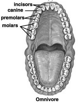 1) Breakdown of Food begins in Mouth Mechanical breakdown = Teeth Incisors: Snip food Canines: Tear food