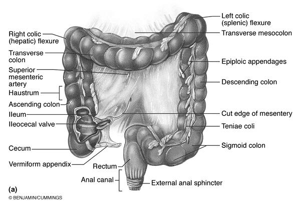 5) Large Intestine = absorption & elimination: ~ 1.5 m long (colon & rectum): 5) Large Intestine = absorption & elimination: ~ 1.