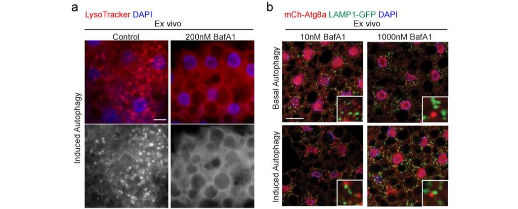Supplementary Fig. 5. BafilomycinA1 blocks vesicles acidification and autophagosome-lysosome fusion in Drosophila fat body cells. a. LysoTracker Red staining in wild type fat body tissues incubated 6 h ex vivo in the absence (Control) or presence of 200 nm BafilomcyinA1.