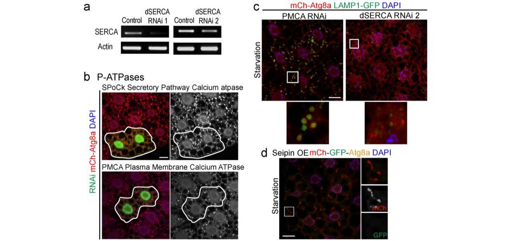 Supplementary Fig. 6. dserca activity is necessary for autophagosome-lysosome fusion. a. Efficiency of the two RNAi knock-down for dserca was tested by RT-PCR.