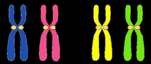 Each parent will receive two different colored chromosomes.