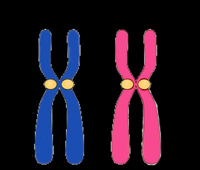 depending on the genotype you choose, homologous chromosomes can have matching or unmatched chromosomes. The two sister chromatids in each pair have identical alleles.