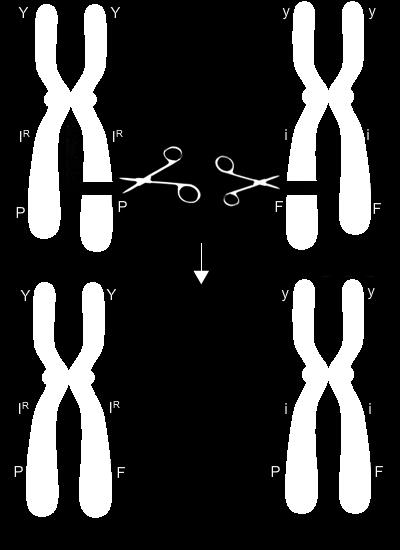 Now separate out the four single, crossed-over chromosomes to model four haploid cells from each parent.