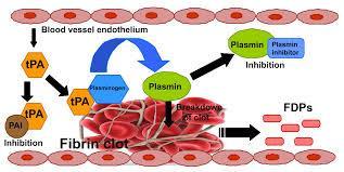 Systemic Thrombolysis Pharmacodynamics: fibrinolytic agents accelerate clot lysis by converting clot