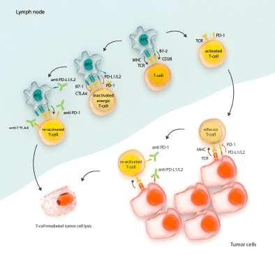 How immune checkpoint inhibitors work Priming phase: CTLA-4