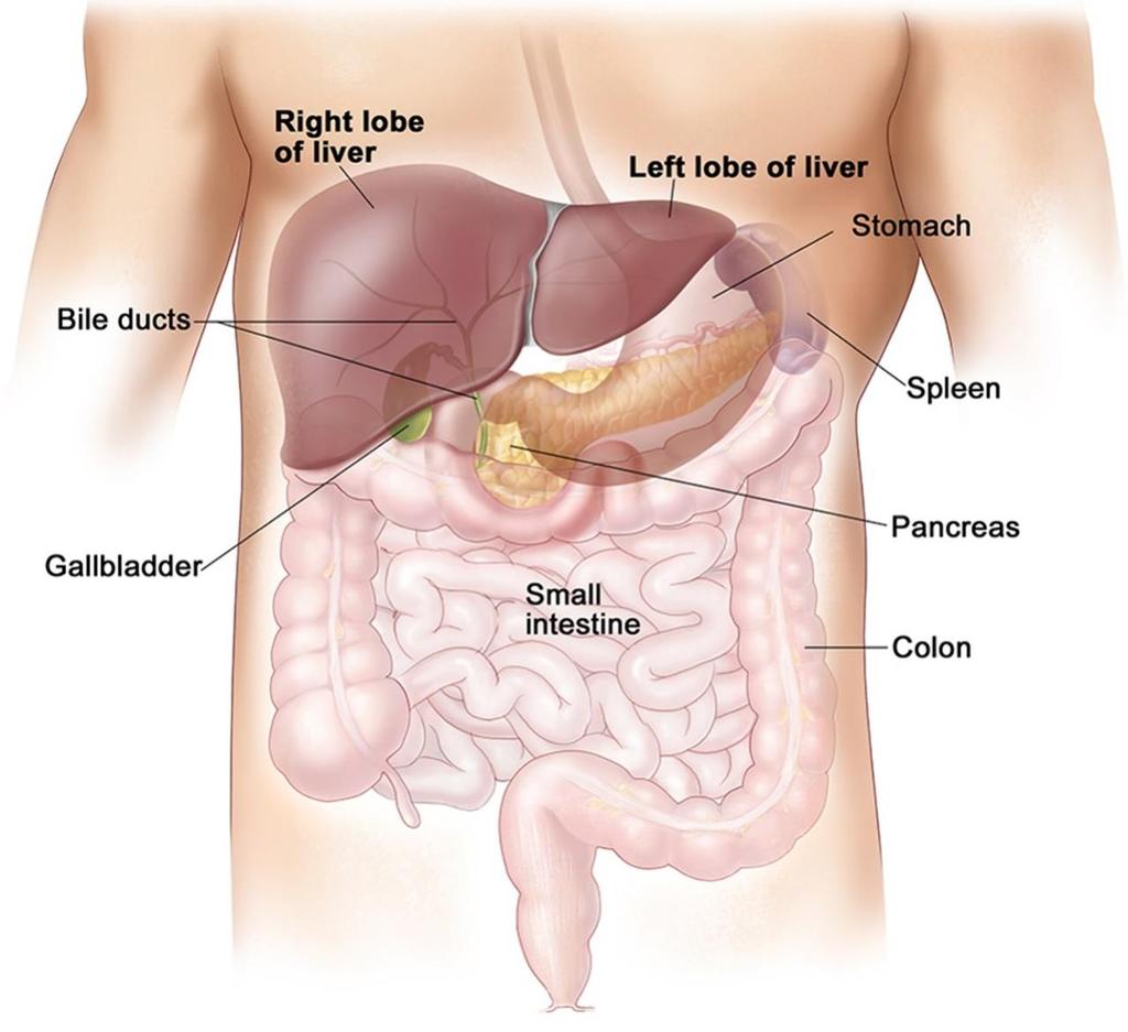 Abdominal Sonography Evaluates the liver, kidneys, gallbladder, pancreas, spleen and aorta