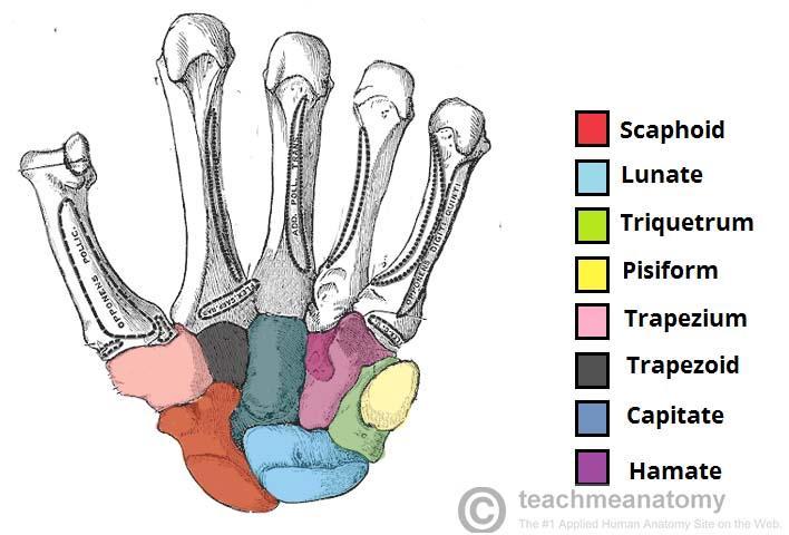 Bones of the Wrist and Hand : 1.