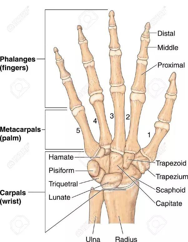Distal row (from lateral to medial):trapezium, Trapezoid, Capitate & Hamate.