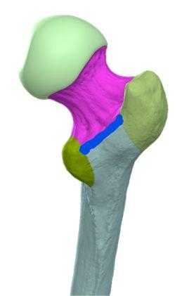 Femur: Articulates above with acetabulum of hip bone to form the