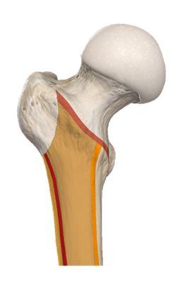 ,articulates below with tibia and patella to form the knee joint.
