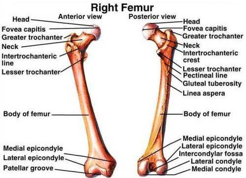 the femur in front of the joint). is attached.