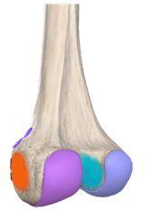 Anterior Medial Lateral Two rounded medial and lateral One thick
