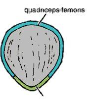 attachments to quadriceps femoris muscle Base of