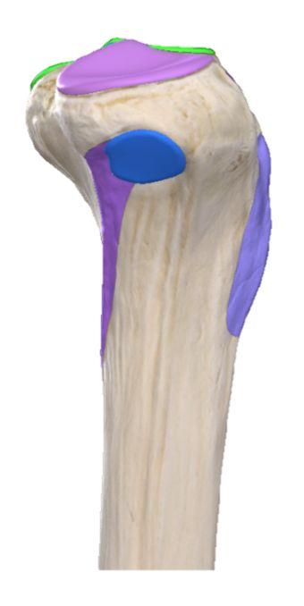 Bones of leg(tibia and Fibula): Each of them has upper end, shaft, and lower end.
