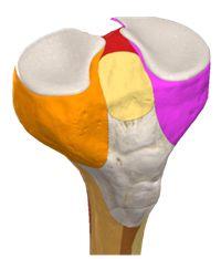 Upper End Medial condyle : is larger and articulate with medial condyle of femur.