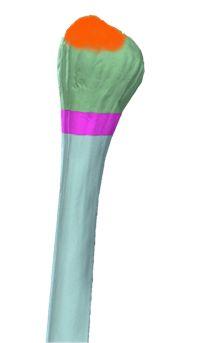 2- Fibula: It is the lateral bone of