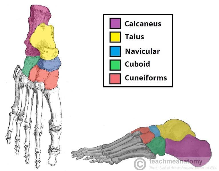 Bones of the Ankle and Foot: 1. 2. 3. 4. 5. 6. 7.