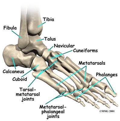 Intermediate, and lateral cuneiform Cuboid Only Talus articulates with the tibia & fibula at ankle joint Calcaneum is the largest bone of the foot, it forms the heel 5