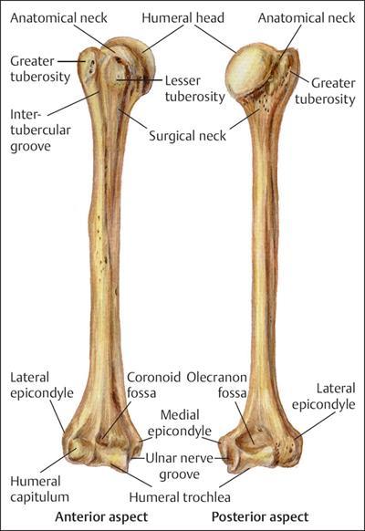 Medial epicondyle (can be felt) Lateral