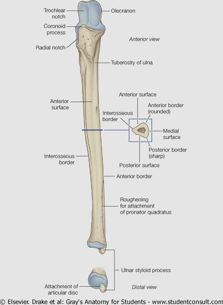 Ulna: it is stabilizing bone of the forearm