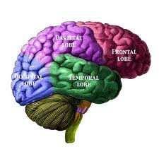 Question 17 Identify the parts of the Cerebral cortex that perform the following functions: a. Seeing this question b.