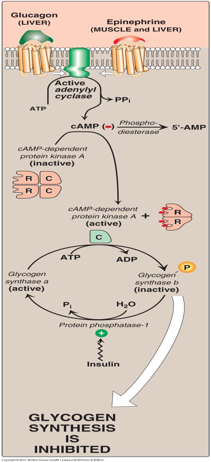 Regulation of Glycogenesis and Glycogenolysis A. Inhibition of Glycogenesis (glycogen synthesis); figure 11. 10: 1.