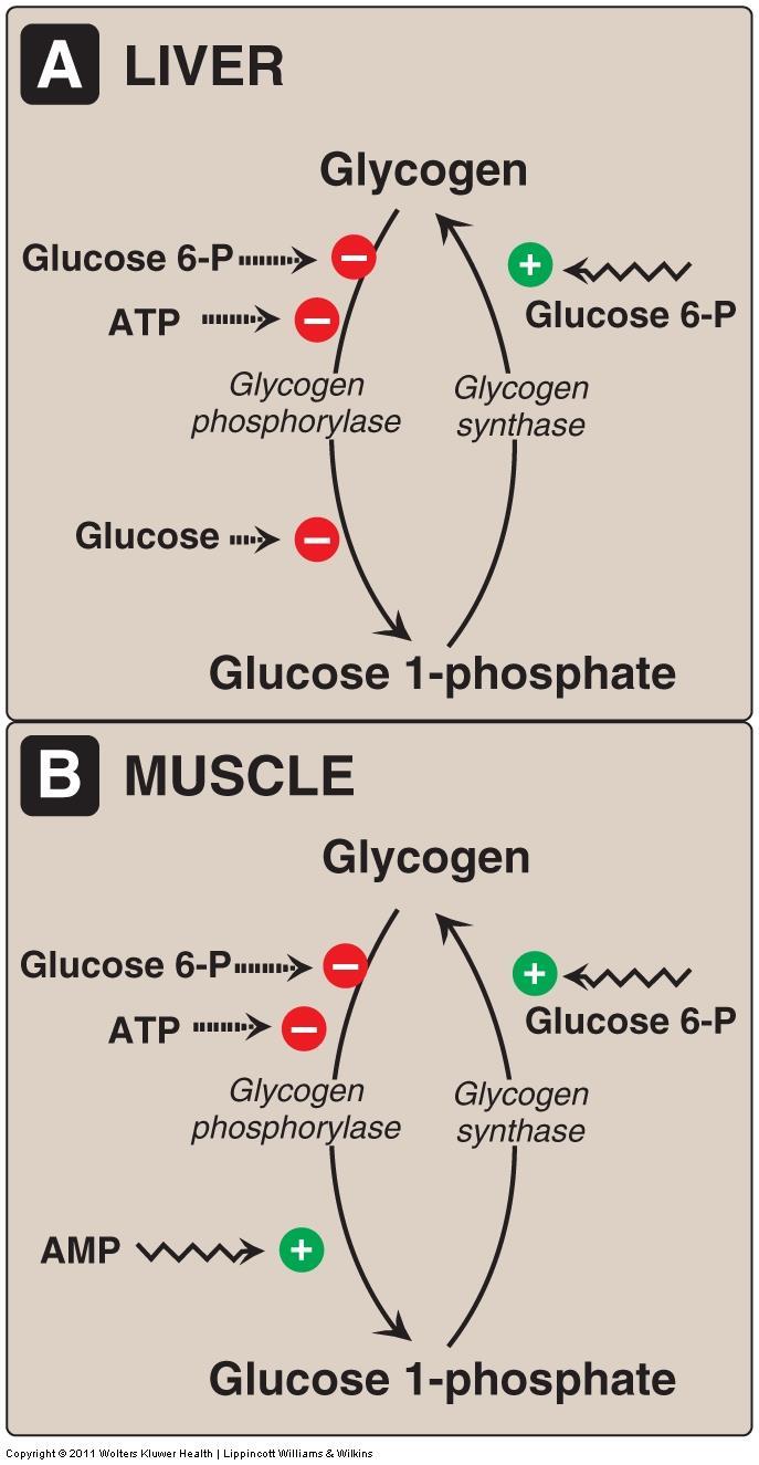 Allosteric regulation of glycogen synthesis and degradation A. Allosteric Stimulate glycogen synthesis (glycogenesis) by activated glycogen synthase Stimulate by glucose 6-P B.