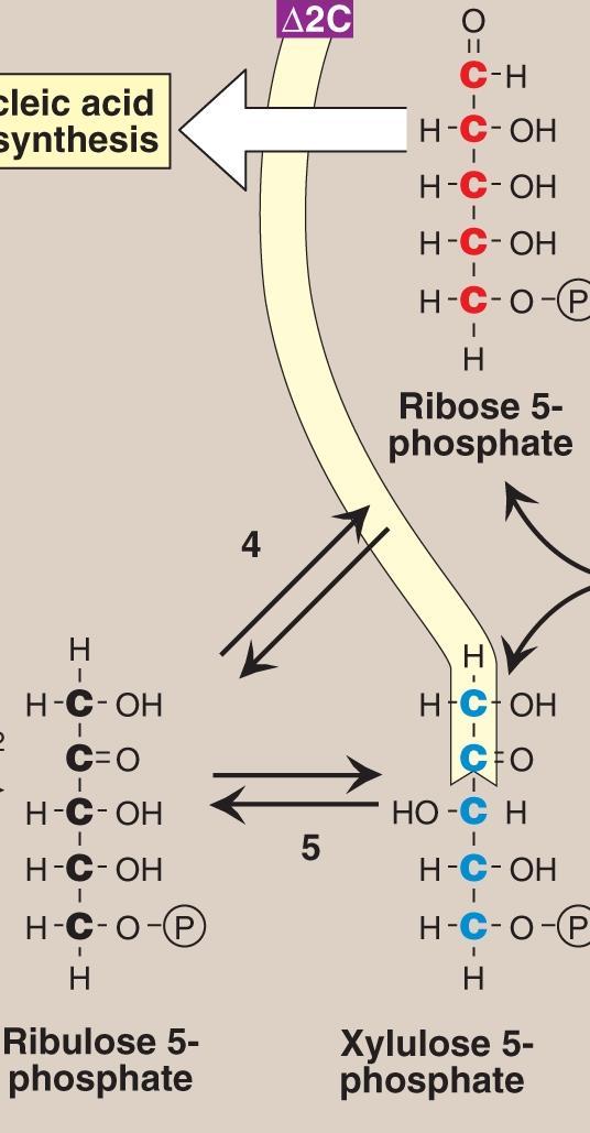 B. REVERSIBLE NONOXIDATIVE REACTIONS occur in cell to synthesis (ribose 5-phosphate for nucleotides, nucleic acids) and (intermediates of glycolysis such as glyceraldehyde 3-phosphate and fructose 6-
