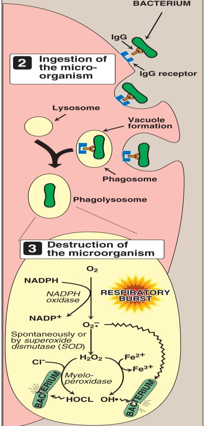 D. Phagocytosis by white blood cells: NADPH oxidase uses O 2 and NADPH electrons to produce superoxide radicals (O 2.- ), which converted to hydrogen peroxide (H 2 O 2 ) by superoxide dismutase.