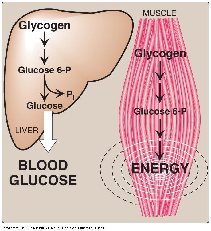 Structure and Function of Glycogen: A.
