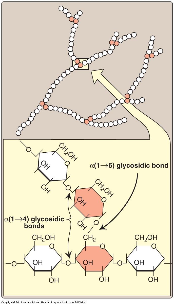 Structure of Glycogen Glycogen is a branched polysaccharide made from α-d-glucose. bonded by α(1 4) linkage.
