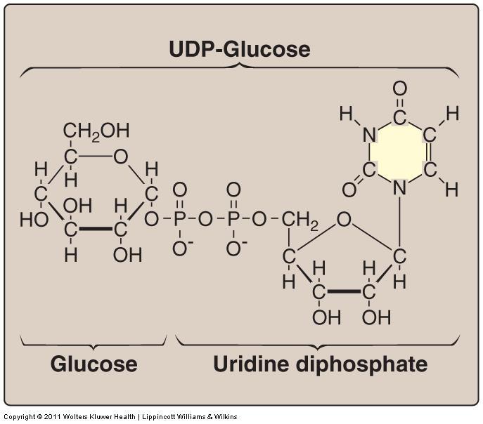 Glycogen synthesized from α-d-glucose. Glycogenesis occurs in the cytosol. Glycogenesis (synthesis of glycogen) Glycogenes is requires energy supplied by AT