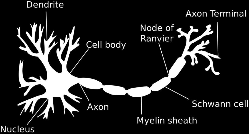 Neuronal physiology Many kind of