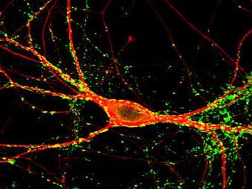 Synapses Axons and dendrites are connected through